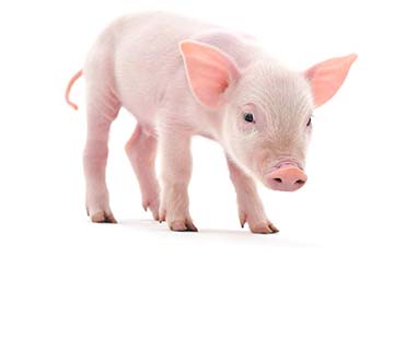Pig farming