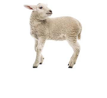 Ruminants